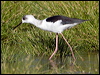 white_headed_stilt_153153