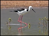 white_headed_stilt_62902