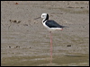 white_headed_stilt_94112