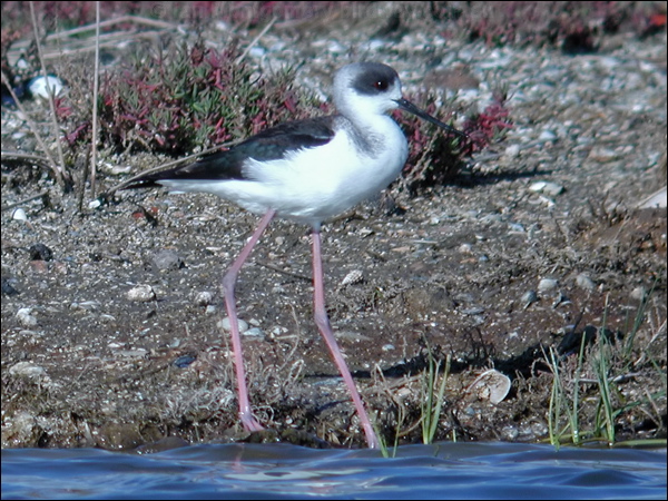 Pied Stilt white_headed_stilt_02901.psd