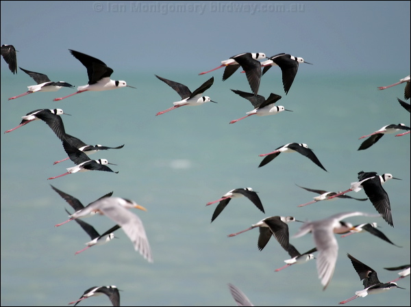 Pied Stilt white_headed_stilt_09307.psd