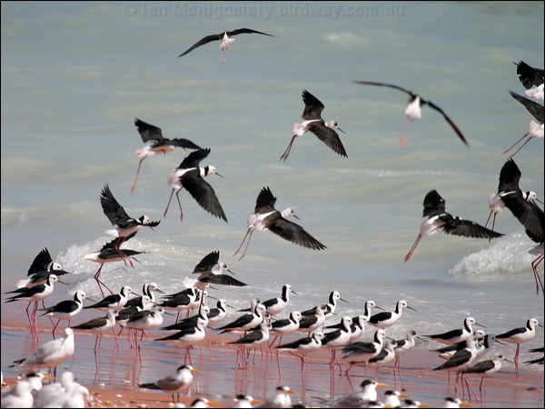 Pied Stilt white_headed_stilt_09310.psd