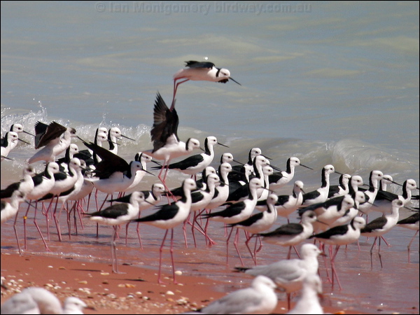 Pied Stilt white_headed_stilt_09314.psd