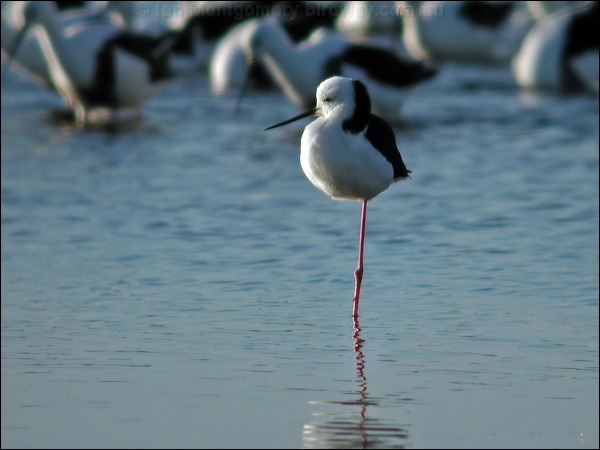 Pied Stilt white_headed_stilt_09651.psd