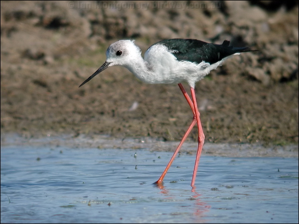 Pied Stilt white_headed_stilt_13073.psd