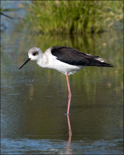 Pied Stilt white_headed_stilt_153134.psd