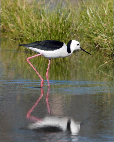 Pied Stilt white_headed_stilt_153137.psd