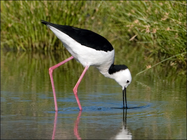 Pied Stilt white_headed_stilt_153138.psd
