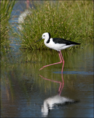 Pied Stilt white_headed_stilt_153147.psd