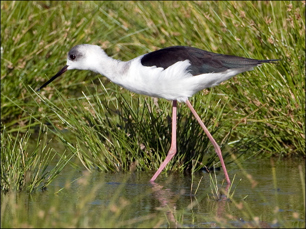 Pied Stilt white_headed_stilt_153153.psd