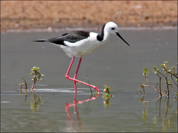 Pied Stilt white_headed_stilt_62902.psd