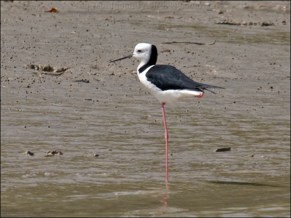 Pied Stilt white_headed_stilt_94112.psd