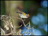 firecrest_169355