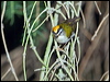 firecrest_169359