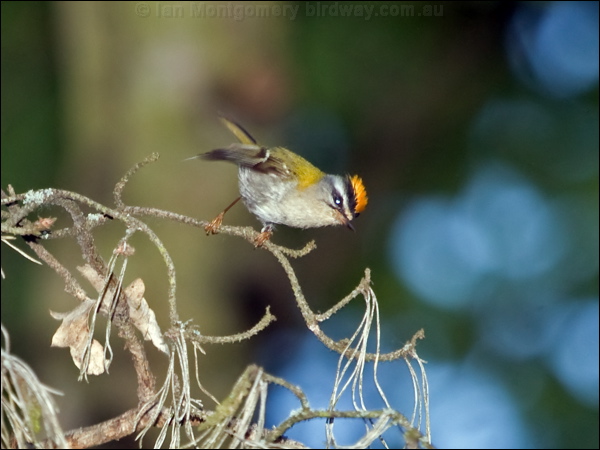 Common Firecrest firecrest_169355.psd