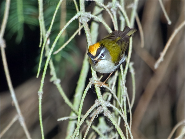 Common Firecrest firecrest_169359.psd