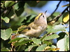 goldcrest_19944