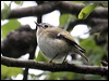 goldcrest_52723