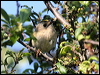 goldcrest_54622