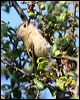 goldcrest_54624