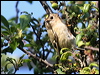 goldcrest_54625