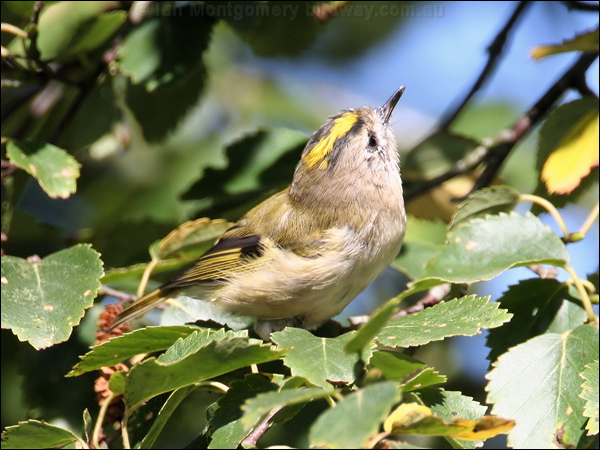 Goldcrest goldcrest_19944.jpg