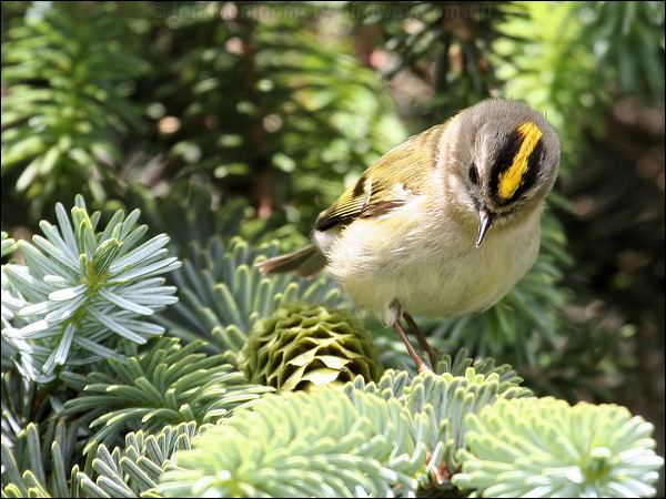Goldcrest goldcrest_52678.jpg