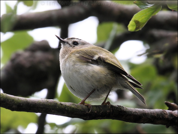 Goldcrest goldcrest_52723.jpg