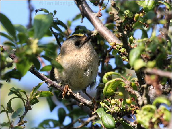 Goldcrest goldcrest_54622.jpg
