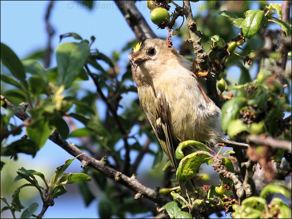 Goldcrest goldcrest_54625.jpg