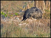 greater_rhea_202065