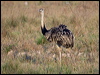 greater_rhea_202081