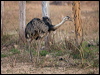 greater_rhea_203432