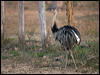 greater_rhea_203433