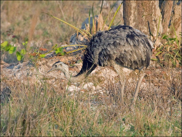 Greater Rhea greater_rhea_202065.psd