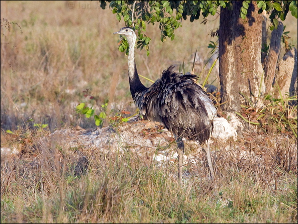 Greater Rhea greater_rhea_202071.psd