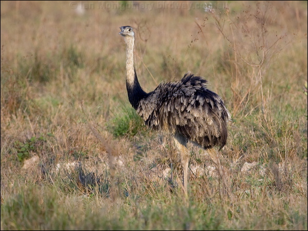 Greater Rhea greater_rhea_202081.psd