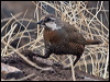 Click here to enter gallery and see photos/pictures/images of Moustached Turca