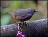 spillmanns_tapaculo_25330
