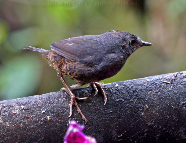 Spillmann's Tapaculo spillmanns_tapaculo_25330.psd