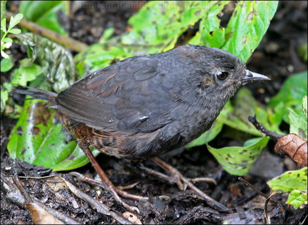 Spillmann's Tapaculo spillmanns_tapaculo_25354.psd