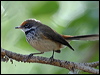 arafura_fantail_09089