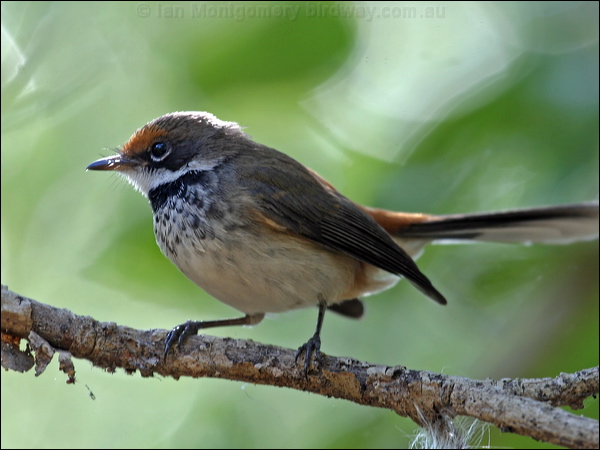 Arafura Fantail arafura_fantail_09089.psd