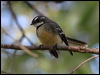 grey_fantail_07092