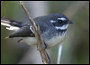 grey_fantail_07522