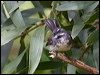 grey_fantail_128104