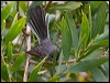 grey_fantail_128110