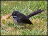 grey_fantail_128120