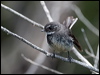 grey_fantail_129135