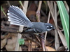 grey_fantail_153655